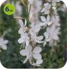 Gaura Gambit White 6 szt.